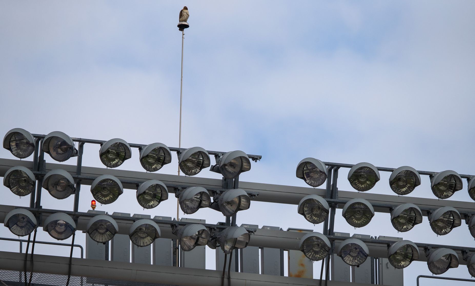 Hawk